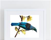 Tui in Kowhai watercolour print